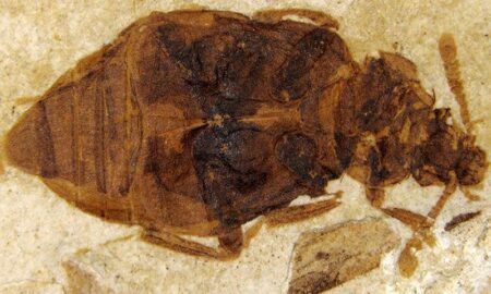 Discovery of the oldest known brood care in insects